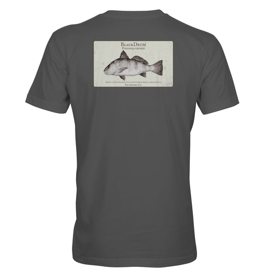 Coastal Study : Black Drum