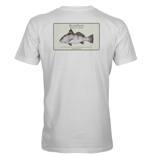 Coastal Study : Black Drum