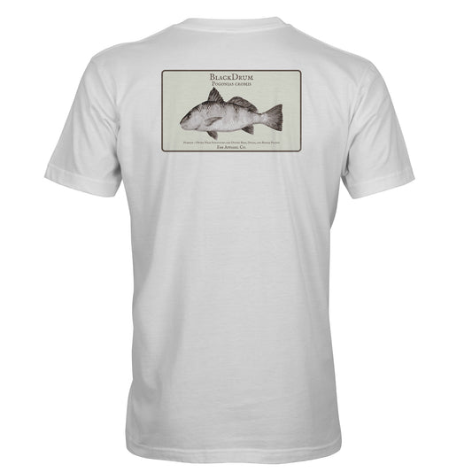 Coastal Study : Black Drum